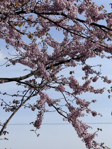 giant redbud