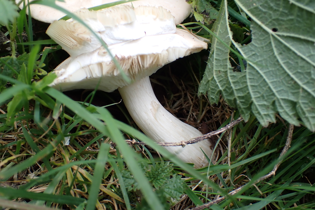 Calocybe gambosa · April 2026 · photo: © kh-c (iNaturalist, cc0)