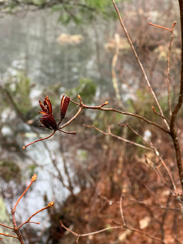 Swamp Azalea (Rhododendron viscosum)