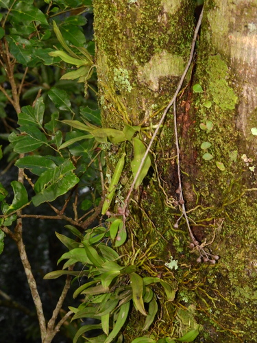 Orange Blossom Orchid (Sarcochilus falcatus)