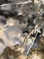 Callophrys fotis
