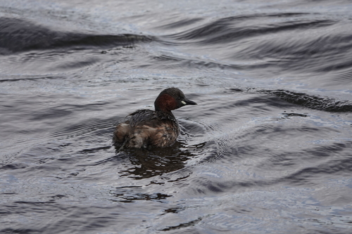 iNaturalist: (c) neuro99, some rights reserved (CC BY-NC) iNaturalist image