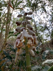 Alpinia