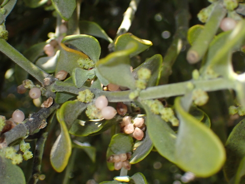 oak mistletoe (Phoradendron villosum)
