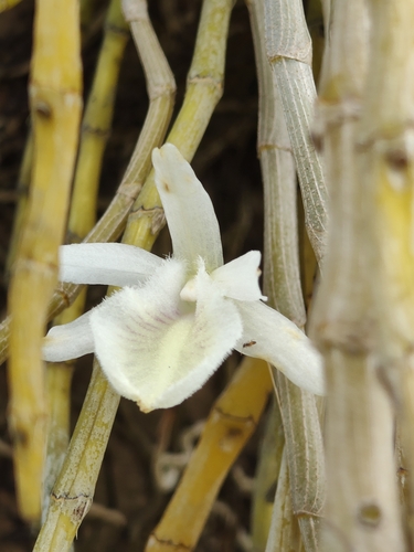 Dendrobium polyanthum, photograph 6