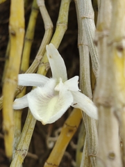 Dendrobium polyanthum, photograph (c) P Jeganathan, some rights reserved (CC BY)