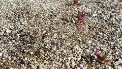 Nemacladus rubescens