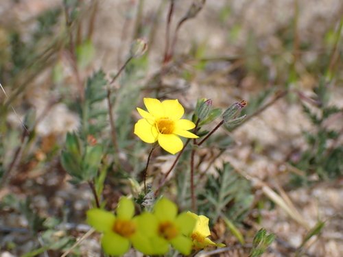 golden linanthus (Leptosiphon chrysanthus)