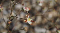 Nemacladus rubescens