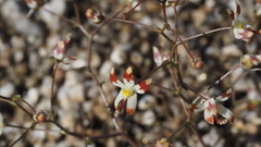 Nemacladus rubescens