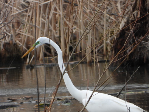 iNaturalist: (c) mmp133, some rights reserved (CC BY-NC), uploaded by mmp133 iNaturalist image