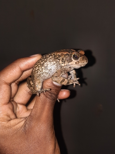 Raucous Toad