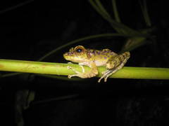 Sumaterana crassiovis