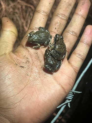 Natal sand frog