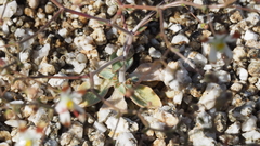 Nemacladus rubescens