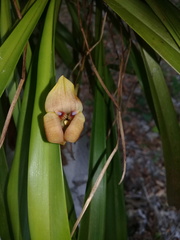 Maxillaria egertoniana