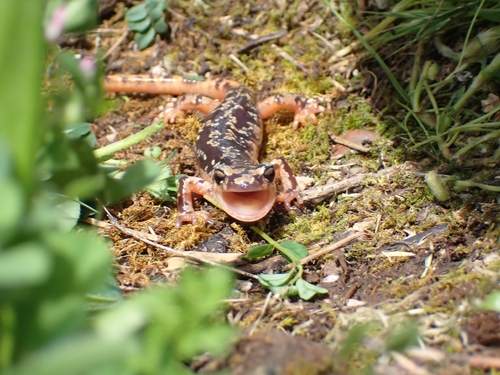 Luschan's Salamander, Lyciasalamandra luschani