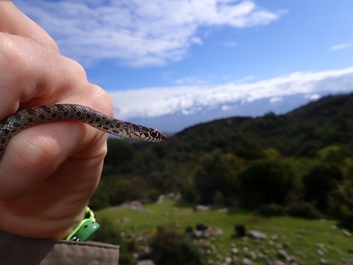 Large Whip Snake