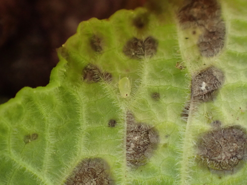 Pea aphid
