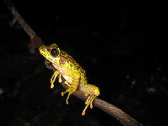 Sumaterana crassiovis