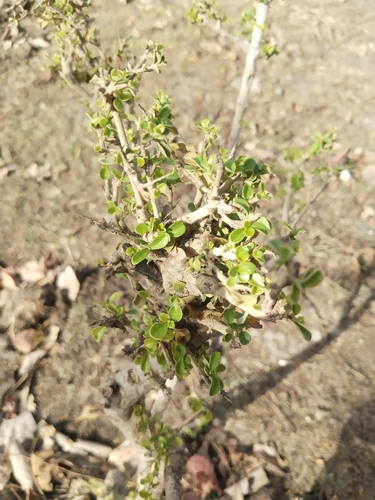 Ceriscoides turgida observed 2026-04-03