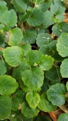 Dysopsis glechomoides