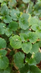 Dysopsis glechomoides