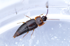 Tachinus corticinus
