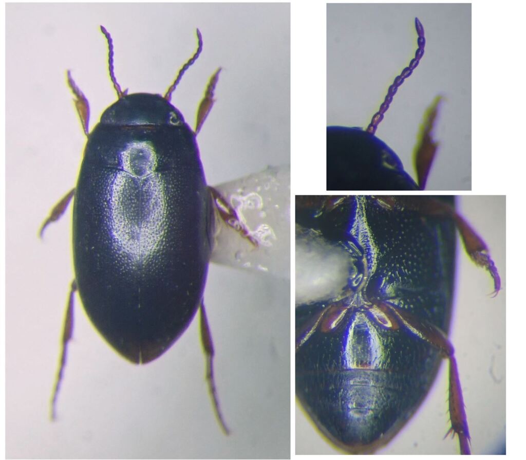 Hydroporus longulus