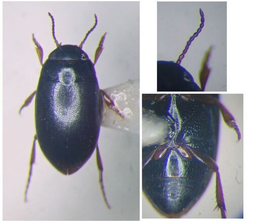 Hydroporus longulus