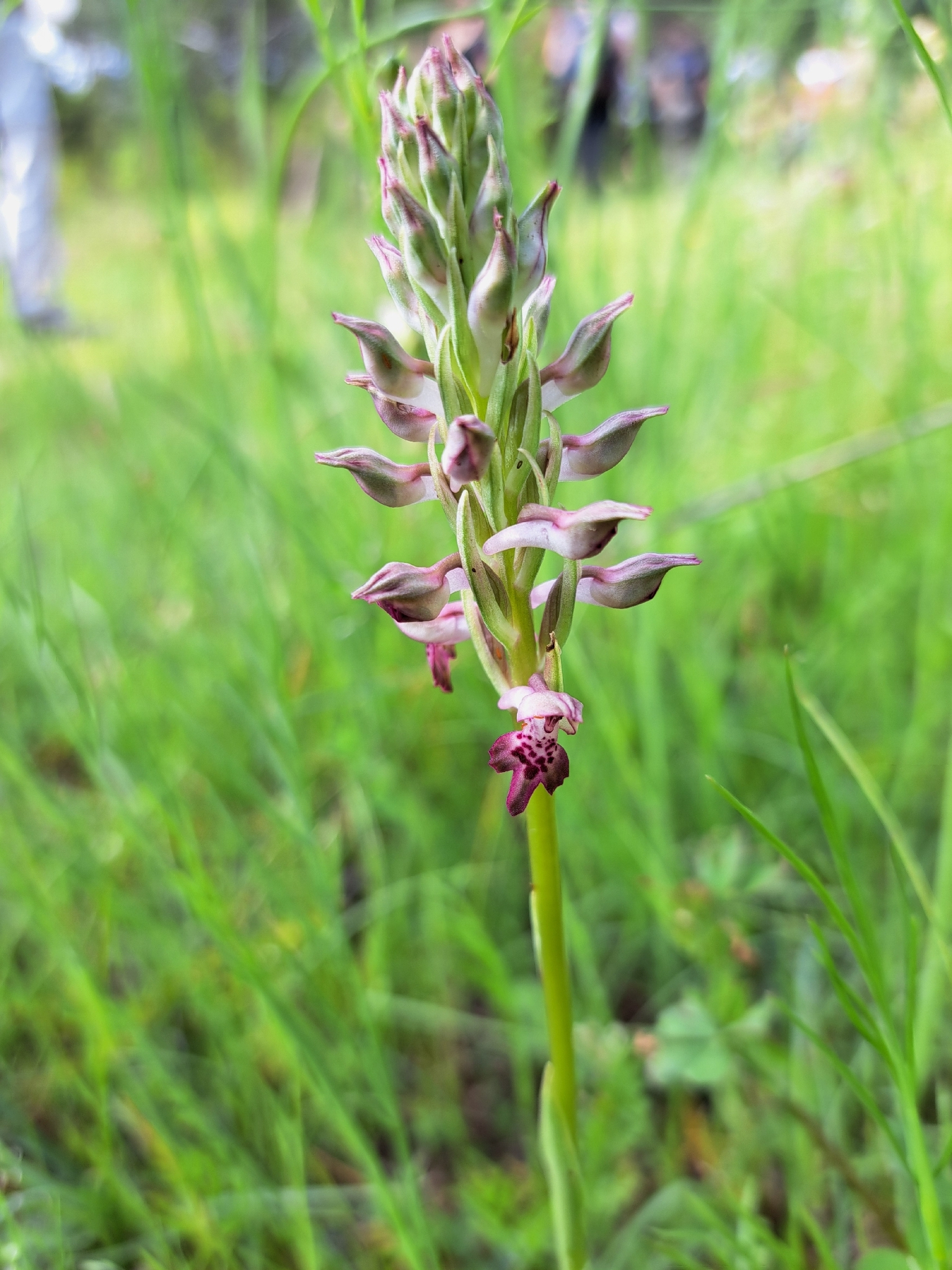Bug Orchid (Anacamptis coriophora)