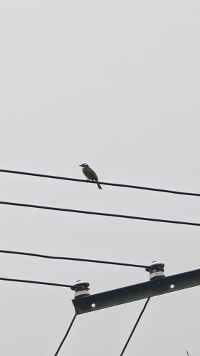 Light-vented Bulbul