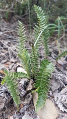 Blechnum microphyllum