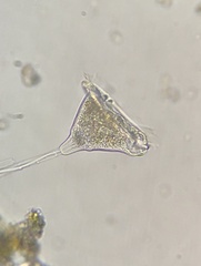 Vorticella campanula
