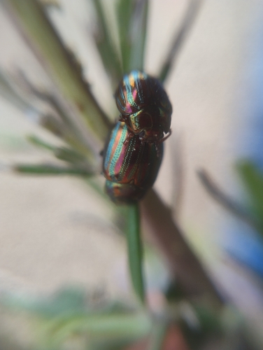 Rosemary Beetle, Noord-Brabant, NL, photo 10 of 10