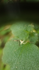Dysopsis glechomoides