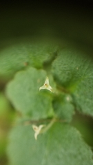 Dysopsis glechomoides
