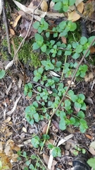 Dysopsis glechomoides