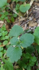 Dysopsis glechomoides