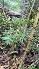 Azara serrata