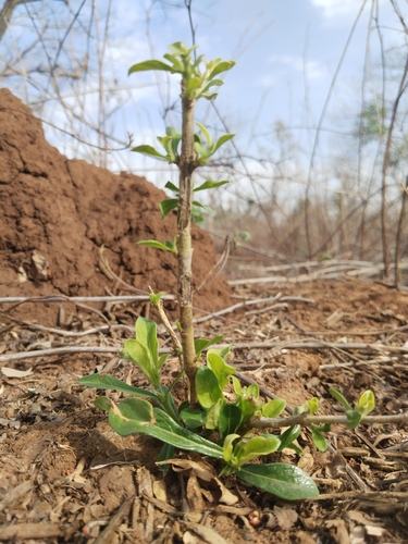 Ceriscoides turgida observed 2026-04-04