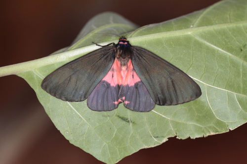 Axiopoena karelini