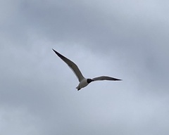 Leucophaeus atricilla