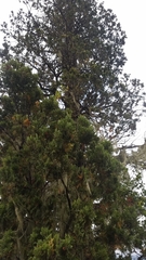 Austrocedrus chilensis
