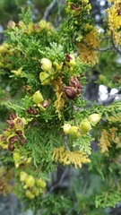 Austrocedrus chilensis