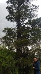 Austrocedrus chilensis