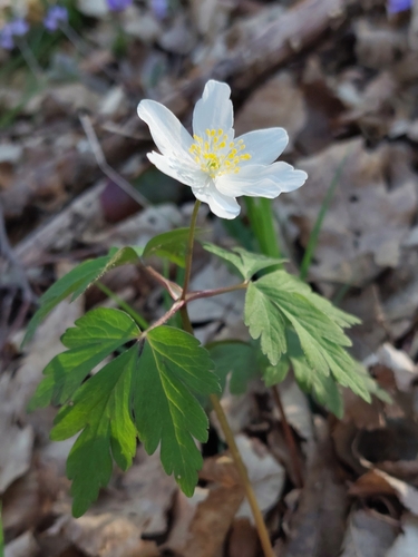 wood anemone