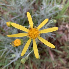 Senecio flaccidus