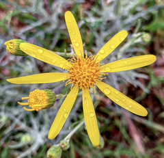 Senecio flaccidus