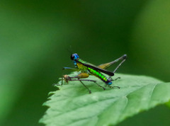 Eumastax